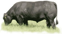 Ultrablack Bull